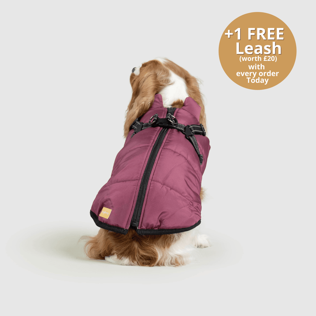 DoggyKings™ 3 in 1 Jacket